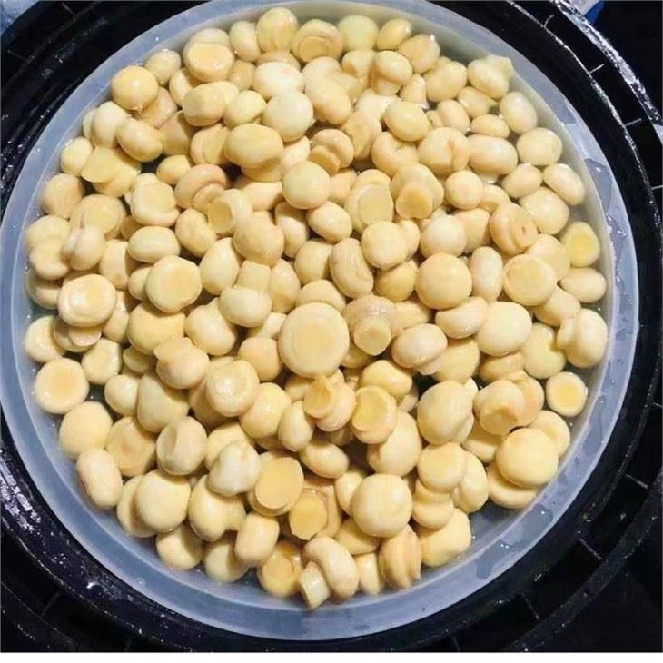 Whole Champignon Mushroom in SO2 in Plastic Drum